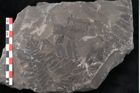 Foto (Detailansicht) von Hawlea miltoni Artis (NHMW-GEO-2024-0188-10951)
